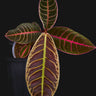 Emblemantha urnulata 'Super Pink'