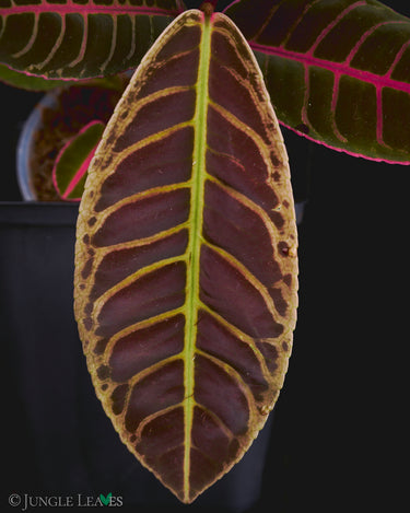 Emblemantha urnulata 'Super Pink'