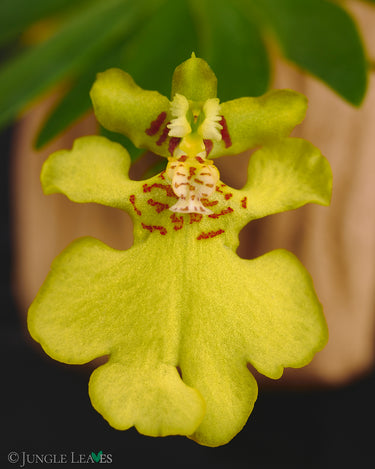 Ericyna (Psygmorchis) pusilla