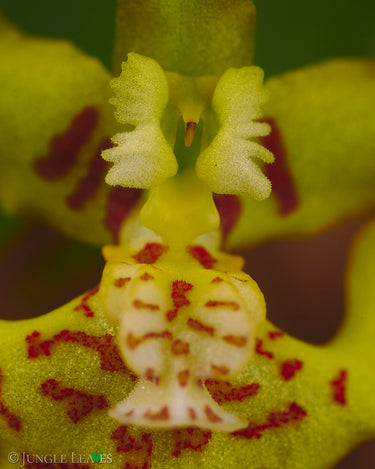 Ericyna (Psygmorchis) pusilla