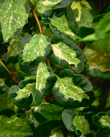 Ficus sp. 'Tricolor Variegata'