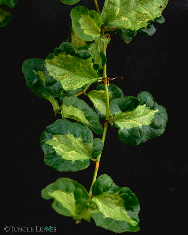 Ficus sp. 'Tricolor Variegata'