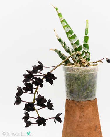 Fredclarkeara After Dark 'SVO Black Pearl' FCC/AOS