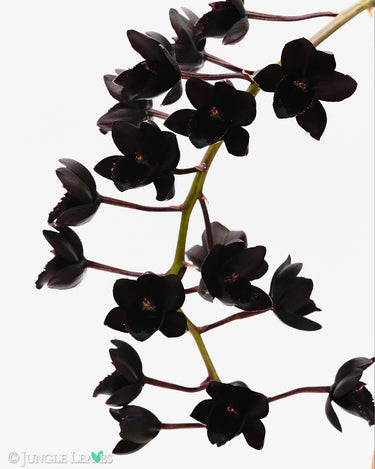 Fredclarkeara After Dark 'SVO Black Pearl' FCC/AOS