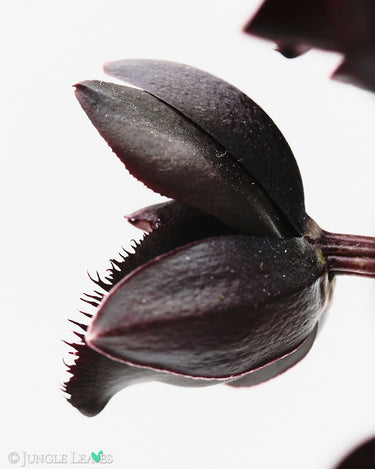 Fredclarkeara After Dark 'SVO Black Pearl' FCC/AOS