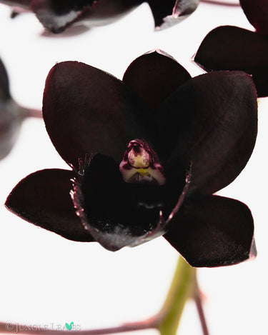 Fredclarkeara After Dark 'SVO Black Pearl' FCC/AOS