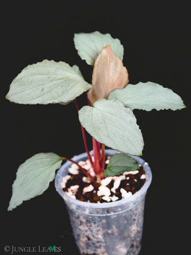 Homalomena sp. 'Platinum Velvet'