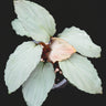 Homalomena sp. 'Platinum Velvet'