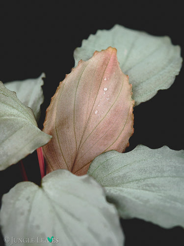 Homalomena sp. 'Platinum Velvet'