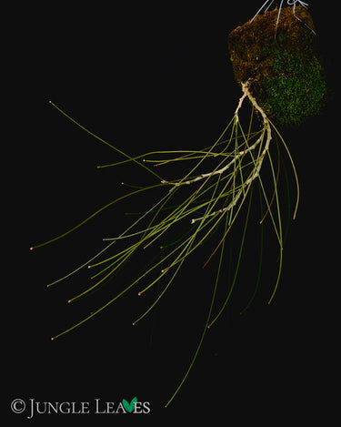 Hoya spartioides
