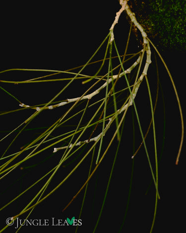 Hoya spartioides