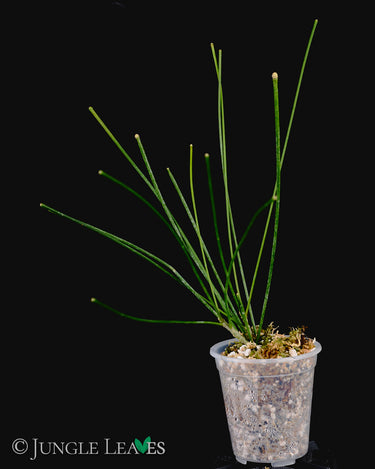 Hoya spartioides