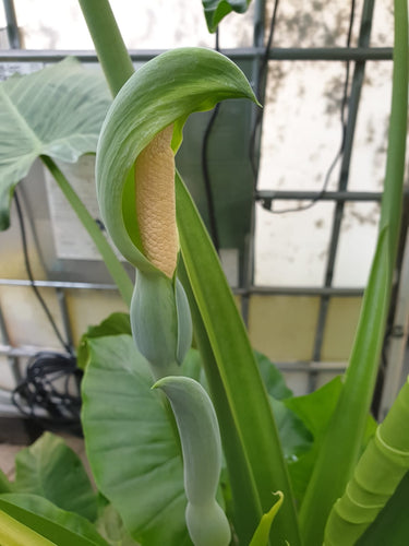 Alocasia gageana