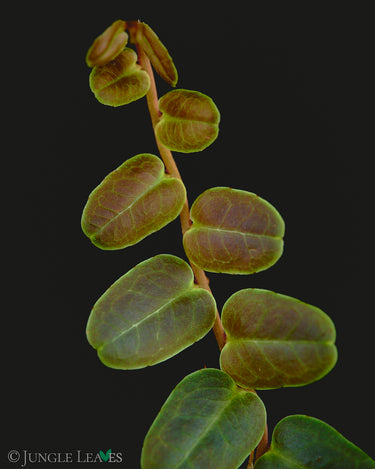 Marcgravia sp. 'Mini Melon'