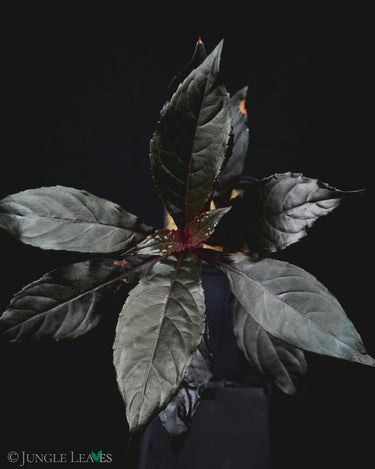 Nautilocalyx lynchii