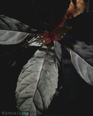 Nautilocalyx lynchii