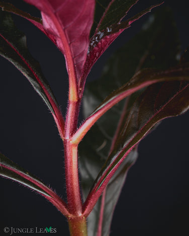 Nautilocalyx lynchii
