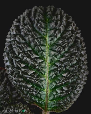 Nautilocalyx silvaticus