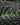 Nautilocalyx silvaticus