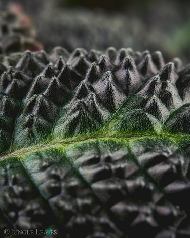 Nautilocalyx silvaticus