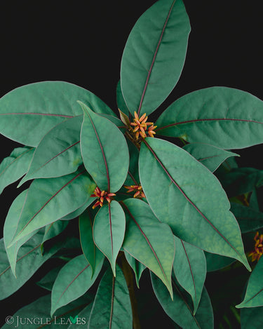 Neea virens 'Blue Ecuador'