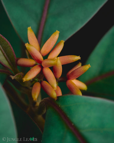 Neea virens 'Blue Ecuador'