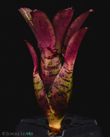 Neoregelia 'Agnes'