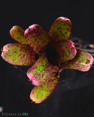 Neoregelia 'Agnes'