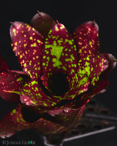 Neoregelia chlorosticta