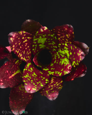 Neoregelia chlorosticta