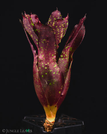 Neoregelia chlorosticta