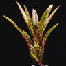 Neoregelia 'Hades'