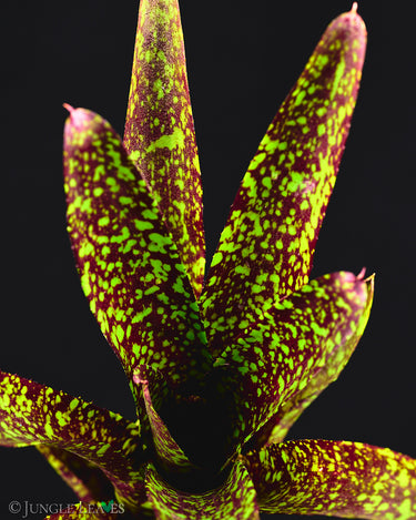 Neoregelia 'Hades'