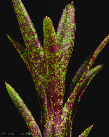 Neoregelia 'Hades'
