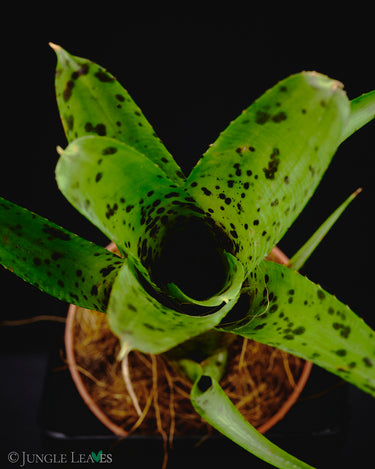 Neoregelia pauciflora