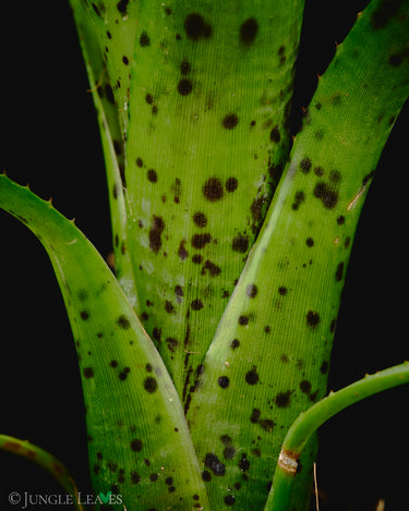 Neoregelia pauciflora