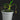 Nepenthes jamban