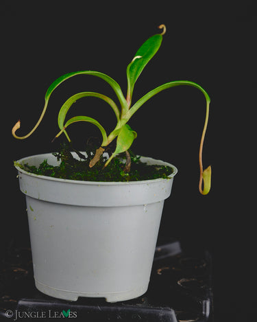 Nepenthes jamban