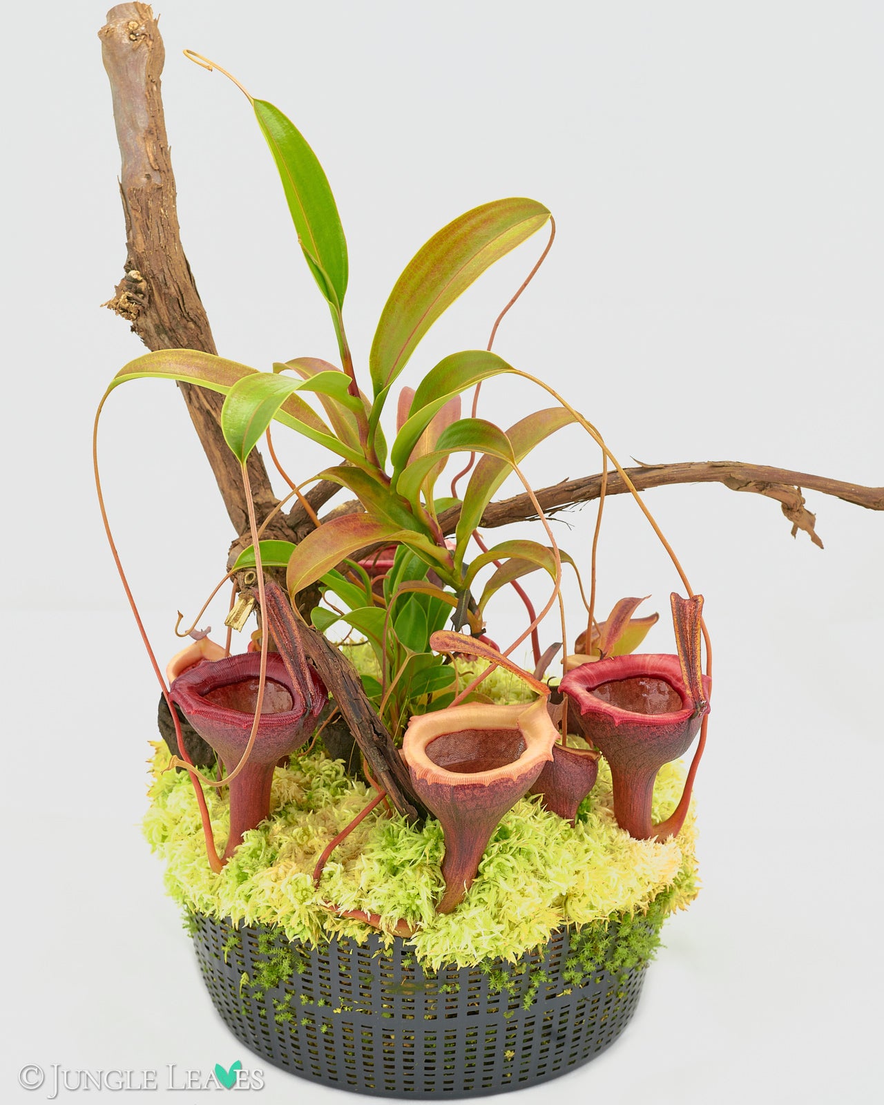 Nepenthes jamban (Barisan Mountains, Sumatra) €39.99 - Jungle Leaves