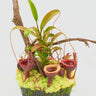 Nepenthes jamban