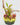 Nepenthes jamban