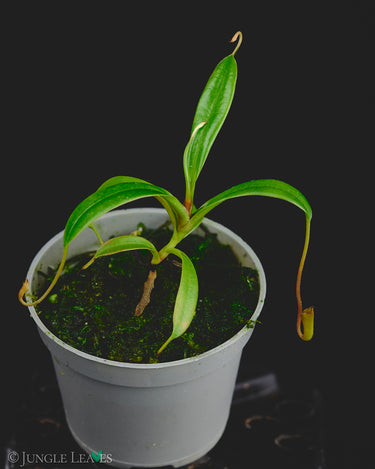 Nepenthes jamban