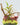 Nepenthes jamban