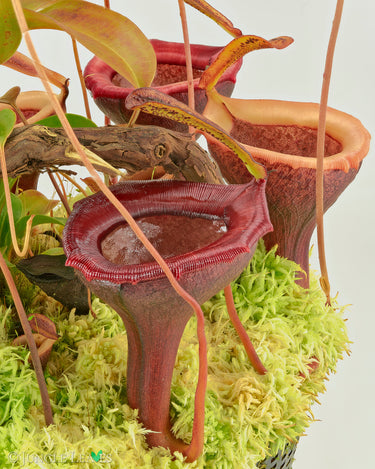 Nepenthes jamban