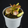 Nepenthes mapuluensis x clipeata