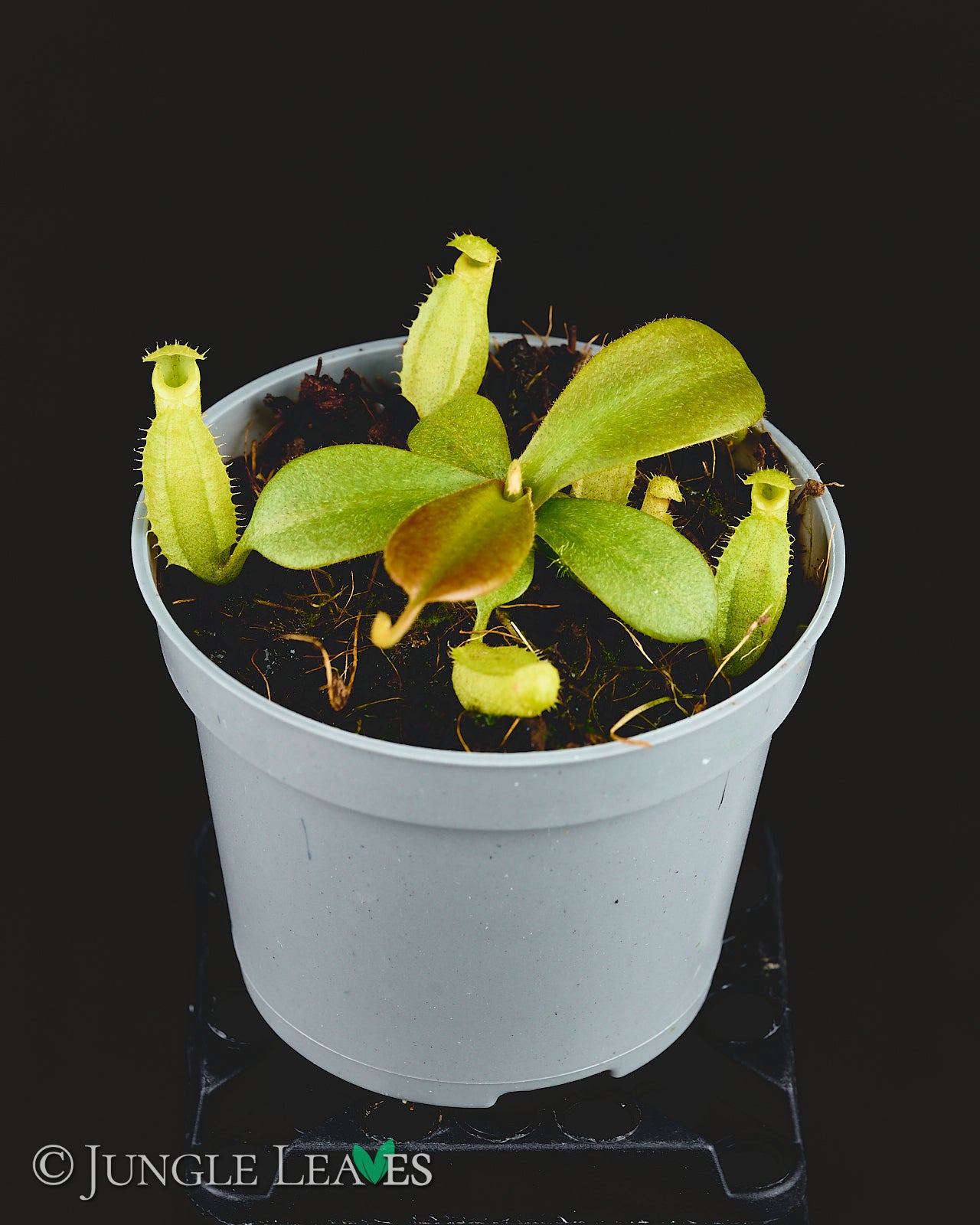 Nepenthes mapuluensis × macrophylla - – Jungle Leaves