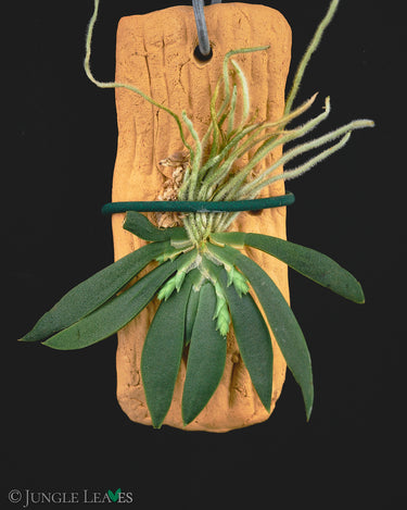Ornithocephalus cochleariformis