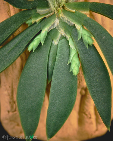 Ornithocephalus cochleariformis