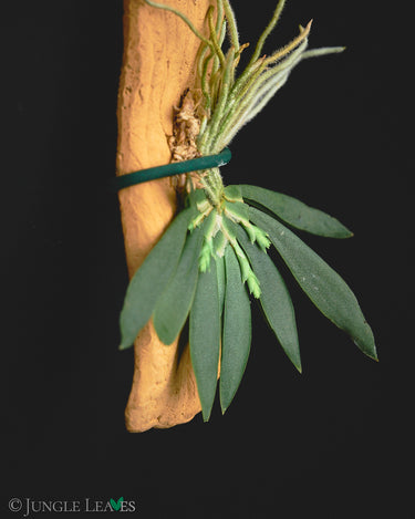 Ornithocephalus cochleariformis