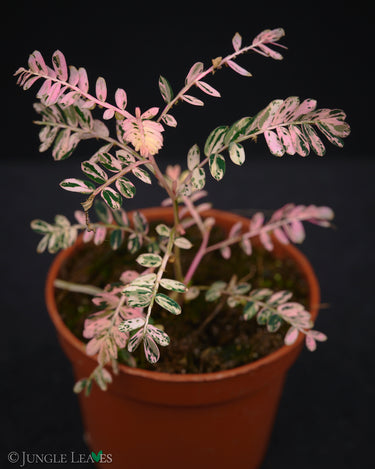 Phyllanthus urinaria 'Variegata'